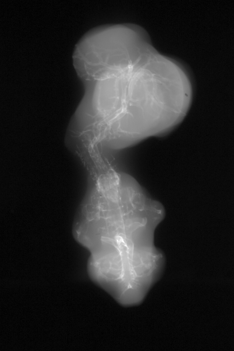 stage 28 chick embryo x-ray